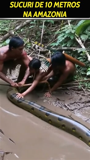 Índios encontram Sucuri de 10 metros #indios #sucuri #amazonas