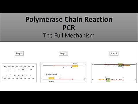 The principle of PCR-Polymerase Chain Reaction, a full and easy explanation