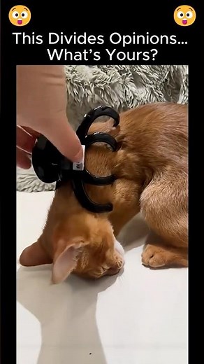 POLEMIC! This Divides Opinions… Why Do Cats Freeze Like This? #cats #cat #pet #pets