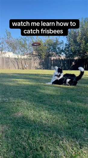 catching frisbees like a pro 😎 #dog #bordercollielife #bordercollie #doglife #frisbeedog #dogtraining | Grim the Border Collie