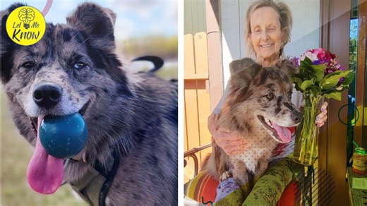 Dog Leads ‘Double Life’ as Therapy Dog for Elderly Woman – Heartwarming Story Unfolds