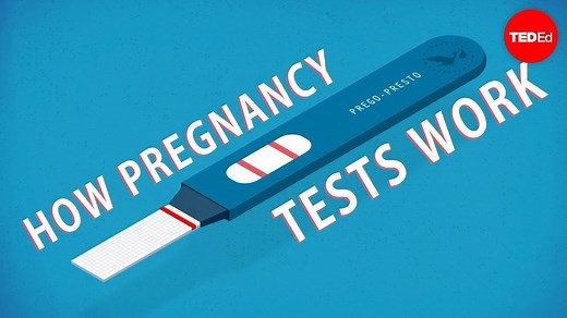 337K views · 3.1K reactions | How pregnancy tests give results with a surprisingly high rate of accuracy: | TED-Ed | Facebook
