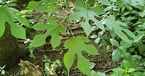 Intro to Trees of Indiana: Red Mulberry