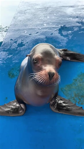 Funny Sea Lion Moments That Will Make You Smile
