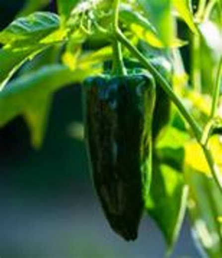 Grande Jumbo Extra Large Jalapeno Pepper Seeds "ultimate Stuffer Pepper" - Etsy