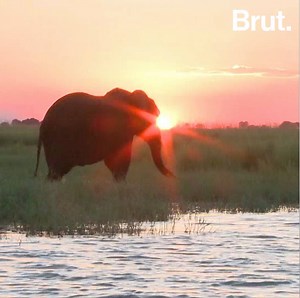 149K views · 4.9K reactions | Earth is experiencing a 6th mass extinction of animals. And humans are responsible for it. | Brut nature | Facebook