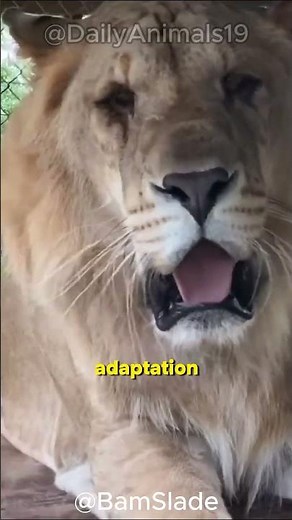 Liger l World's Largest Cat Roars into the Spotlight