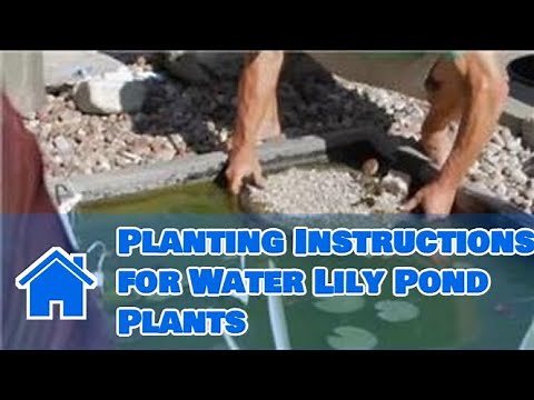 Care of Lilies : Planting Instructions for Water Lily Pond Plants