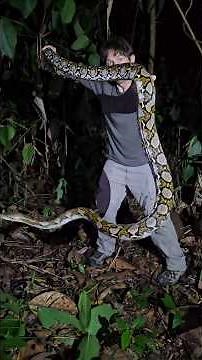 I found a Python in the Borneo Jungle!