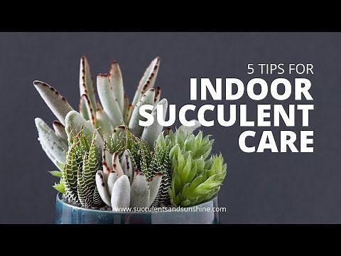 Indoor Succulent Care: 5 Tips for keeping your indoor succulents healthy