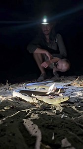 10K views · 212 reactions | WILD Olive Python! Such a stunning animal that Rachael found right in the middle of camp. #WILD #Conservation #Australia #lifestyle #reptile #snake #wildlife #animal #native #nature #animallover #snakes #fauna #wilderness | Wild Conservation | Facebook