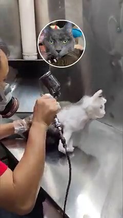 Purrfection 😻 | #cuddleclones #customstuffedanimal #cat #cats #petlover #giftsforpetlover #catsoffacebook #catlover #cuteanimals #petmemorial #satisfying #sosatisfying #airbrush #airbrushing | Cuddle Clones