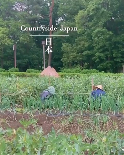 5K views · 263 reactions | Wandering through the beautiful countryside in Japan is soothing for the mind and soul 殺 Japan’s countryside is a stunning mix of nature and tradition. Rolling hills, rice paddies, and quiet villages create a serene escape. Cherry blossoms in spring and fiery maples in autumn add to its beauty, while misty forests and snowy farms showcase its diverse landscapes. | Kitaco | Facebook