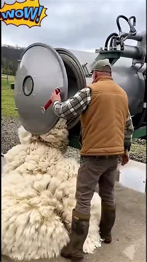 Process of quickly shearing a horse's hair