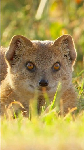 Documenting Yellow Mongooses in Southern Johannesberg #FX30 #Wildlife #africa