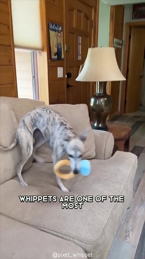 Whippet 🐶 A Great Choice For First-Time Dog Owners #whippet #whippetlove #whippetlife #whippetpuppy #whippetstyle #whippetworld #whippetgram #whippetlovers #whippetpuppies #whippetsofinstagram #whippets | 1 Minute Animals