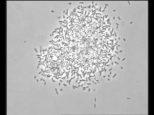 Bacillus bacteria colony in formation under a microscope