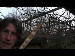 exploding wisteria pods