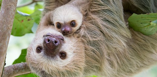 Sloths aren’t lazy – their slowness is a survival skill