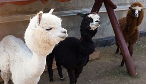 Can Alpacas Live with Goats?