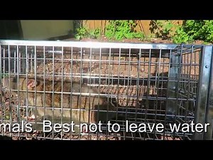 Rats and how to catch them alive