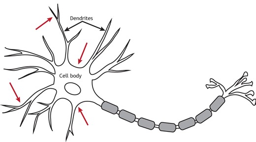 Neurotransmitter Action: G-Protein-Coupled Receptors – Introduction to Neurobiology