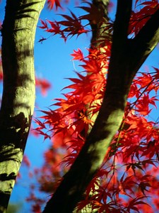 How to Help a Maple Tree Trunk That Turned Black