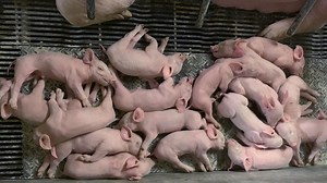 Feeding lactating sows: a farmer's experience achieving 39 weaned pigs per sow