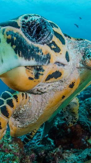 3 comments | Meet Bumpy, the hawksbill turtle with the unusually...