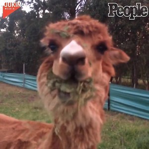 336K views · 4.3K reactions | Me trying to eat healthy.  | People | Facebook