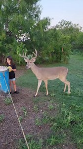 12M views · 256K reactions | #deer #sanctuary #texas #naturetrail | Rosie Delacruz | Facebook