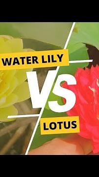 Water lily Vs Lotus , What's the difference? | The Practical Gardener