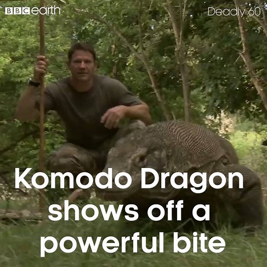 3.4M views · 15K reactions | The komodo dragon is the world's largest lizard with a deadly bite. | BBC Earth | Facebook