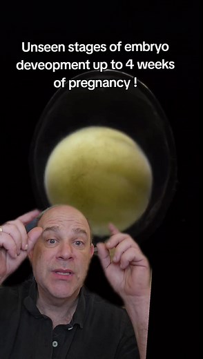 unseen stages of embryo development up to 4 weeks #embryo #pregnancy #baby #ivf #infertility #ttc #foryour #xyzcba