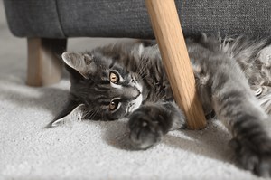 20 (Fun & Original!) Games To Play With Your Cat or Kitten