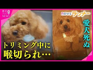 喉をハサミで切られ愛犬死ぬ トリミング中の「過失」を裁判所が認定 元トリマーに約40万円支払い命じる【関西テレビ・newsランナー】