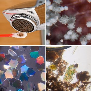 Incredible objects that are interesting to look at under a microscope: | Now I've Seen Everything