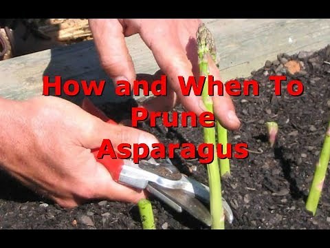 How And When To Prune Asparagus