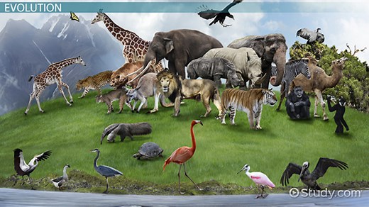 Convergent & Divergent Evolution: Definition & Examples