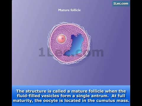 Maturation of the Follicle and Oocyte