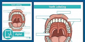 Teeth Labeling Worksheet for 3rd-5th Grade