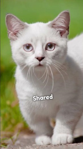 Munchkin Cats Facts | Did you Know This About Munchkin Cats