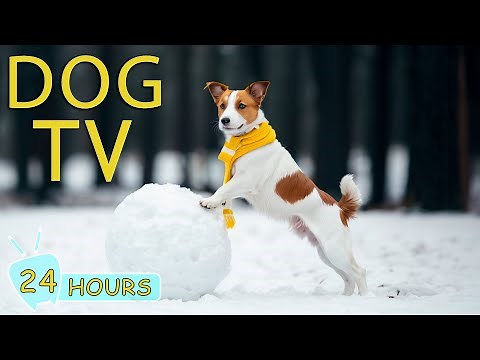 DOG TV: The Best Videos to Entertain & Warm Dogs with Music - 24 Hours of Music for Dog with Anxiety