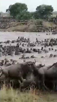 Biggest Wildebeest Crossing Spotted In Over 20 Years!