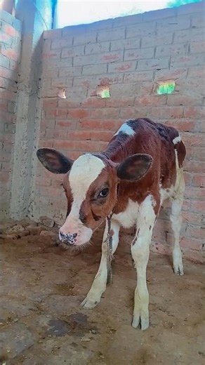 #😱Cute Cow Shock! 🐄