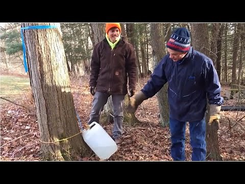 Tree Talk: A Hobbyist's Guide to Maple Sugaring