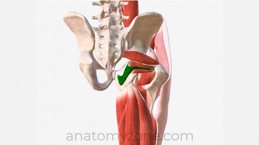 Obturator Internus - Origin, Insertion, Action, 3D Model | AnatomyZone