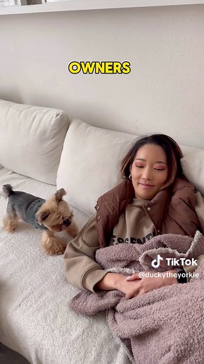 🥹Introducing: The Yorkshire Terrier || Would you/Do you have a yorkie? #duckytheyorkie #yorkiesoftiktok #yorkiemom #dogsoftiktok #yorkie #yorkielife #yorkielife #yorkies