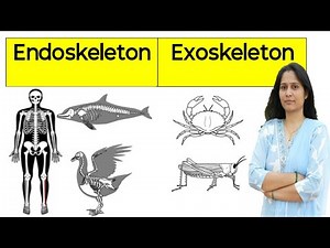 Difference between Endoskeleton and Exoskeleton | Endoskeleton Vs Exoskeleton