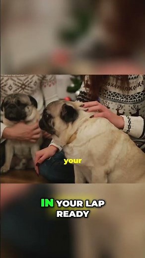 Why Pugs Are the Ultimate Lovable Pets
